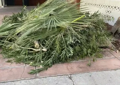 Yard Waste Removal Services