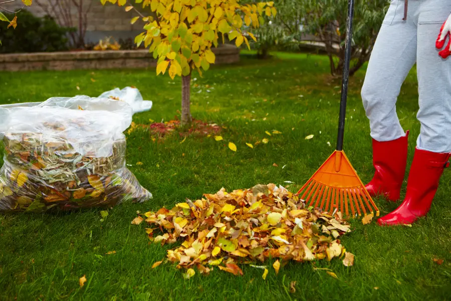 Professional Yard Cleanup Las Vegas, NV Professional Yard Cleanup Las Vegas, NV